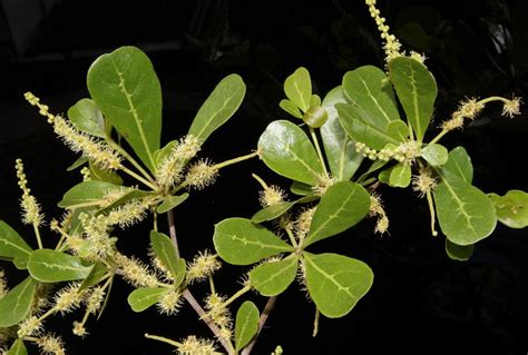 小葉欖仁樹花語|生物科教學研究會 